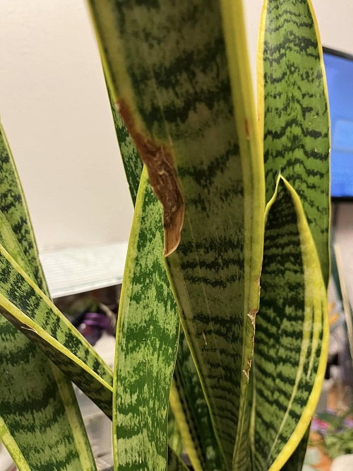 bacteria infection