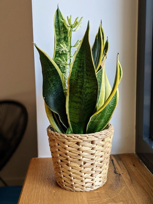 Garlic Uses for Snake Plant 5