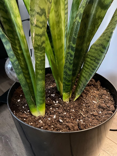Garlic Uses for Snake Plant3