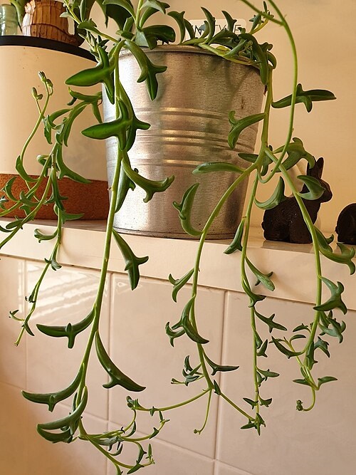How to Propagate a Dolphin Plant in Easy Ways That&nbsp;Actually&nbsp;Work