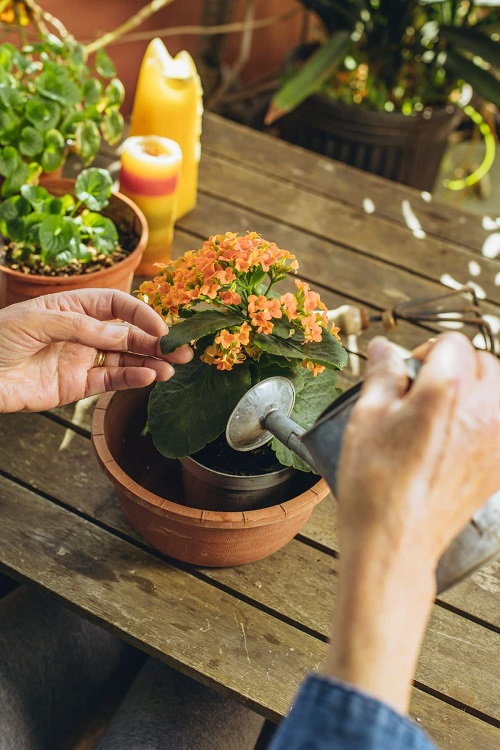Kalanchoe Flowers 5