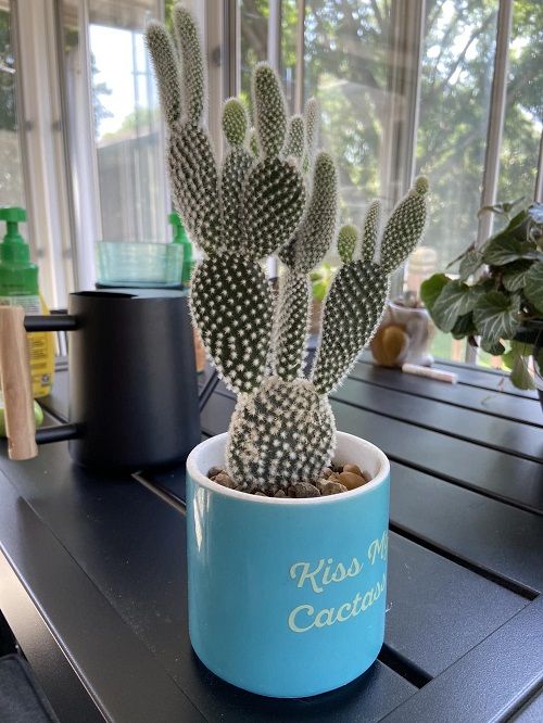 Bunny Ear Cactus