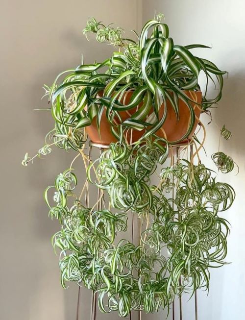 Curly Spider Plant 