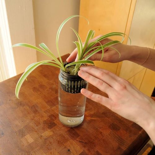 Curly Spider Plant propagation 