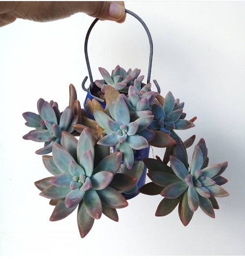 Graptopetalum