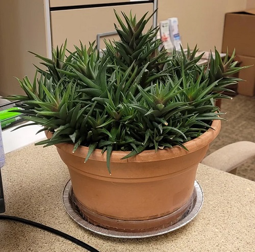 Pearl Plant