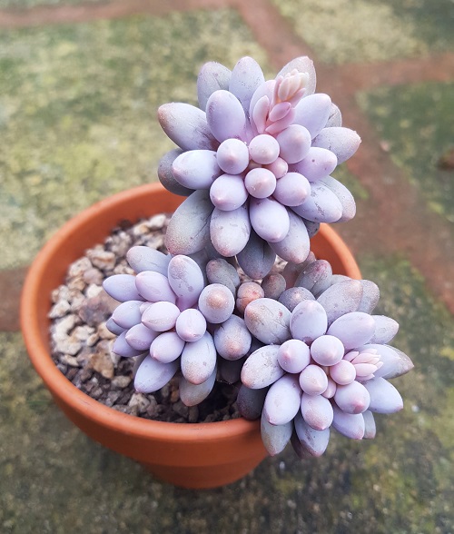 Moonstones