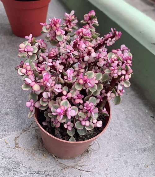 Rainbow Elephant Bush