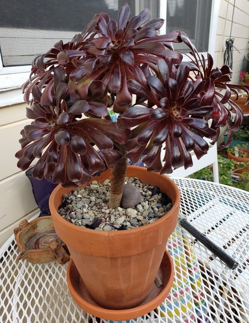 Tree Houseleek