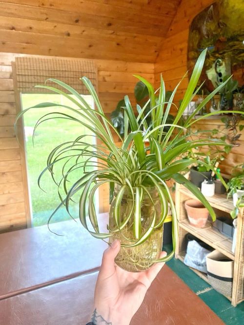 Curly Spider Plant propagation 2