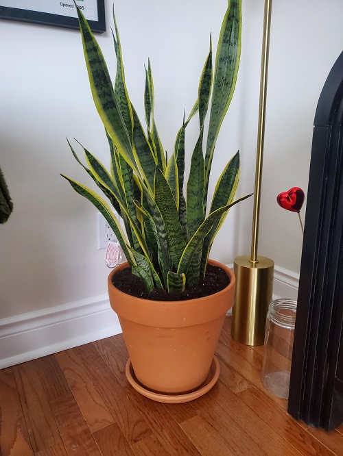 Use a Clay Pot