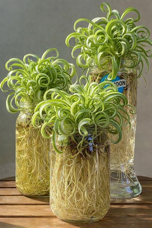 Curly Spider Plant in Small Water Jar.