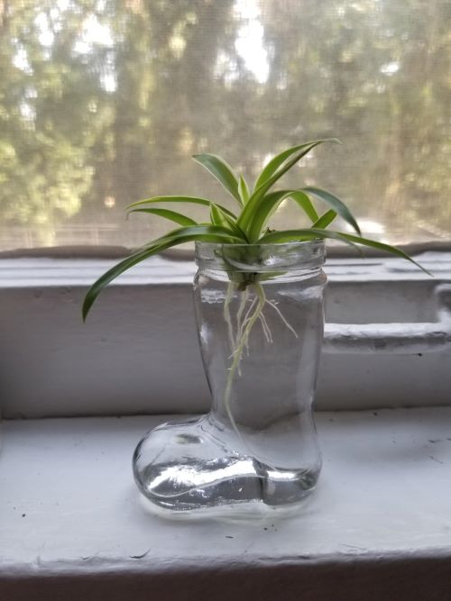 Curly Spider Plant propagation 3