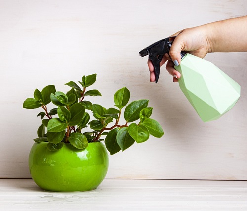 Peperomia and Banana Peel Water