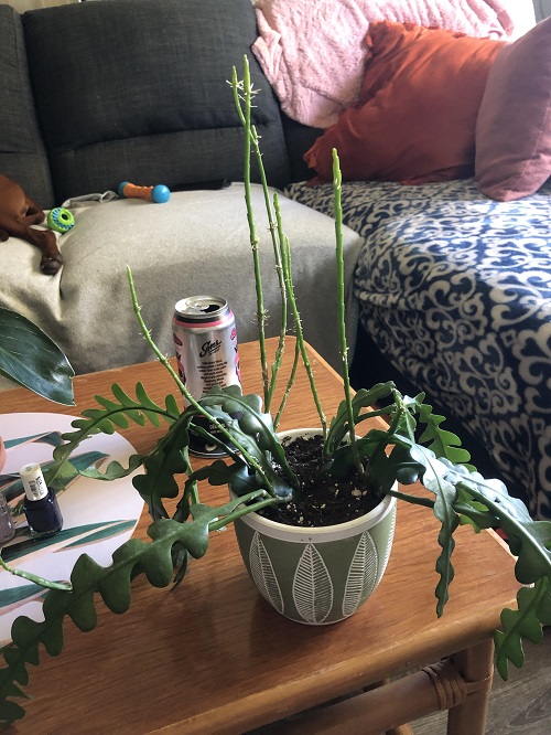 Recovery of Weak Stems