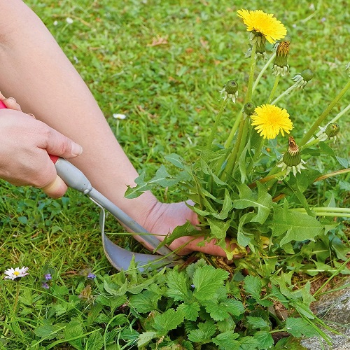  Control Weeds for succulent beds