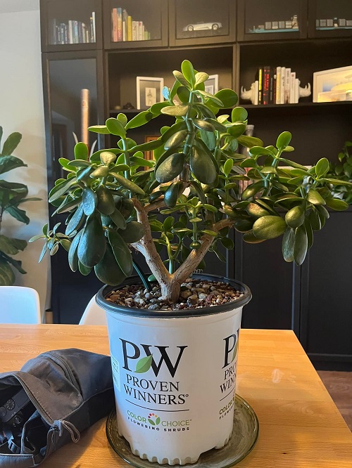 Jade Plant Not Bushier? Ways To Do It.