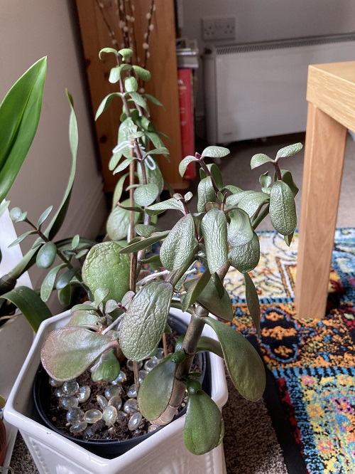 Jade Plant overwatering