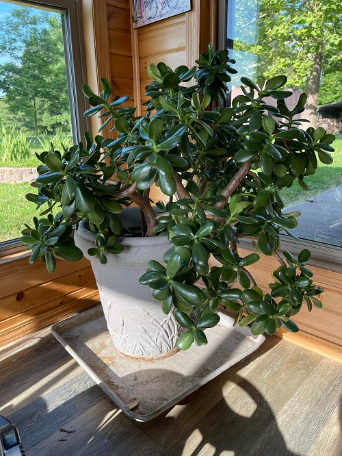 Jade Plant rotate