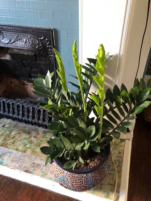 ZZ Plant watering 2