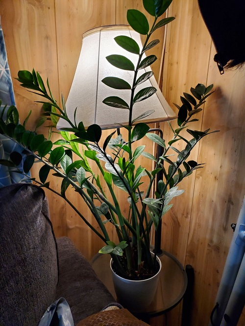 ZZ Plant low light