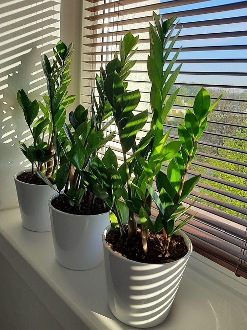 ZZ Plant near window 2