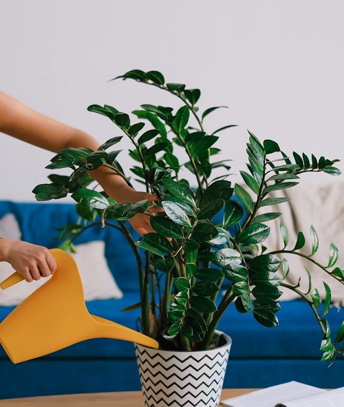 ZZ Plant watering