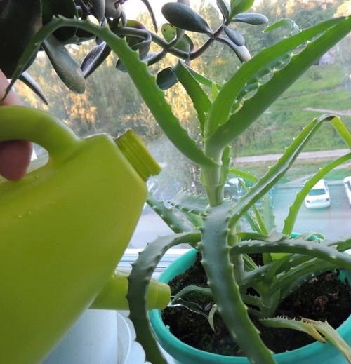 Aloe Vera watering