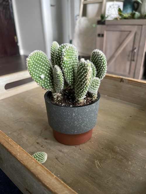 Bunny Ear cactus no pruning