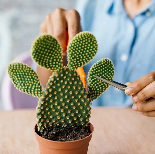 Bunny Ear cactus pruning