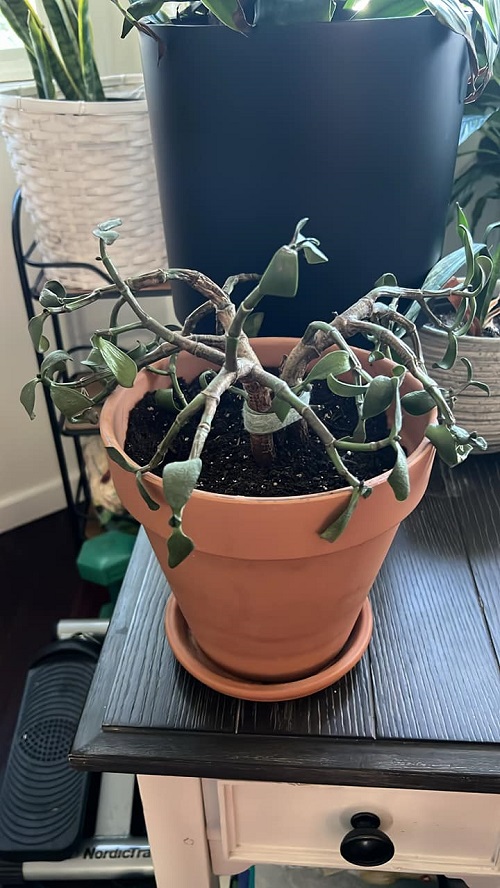 This Common Kitchen Hack is Killing Jade Plants