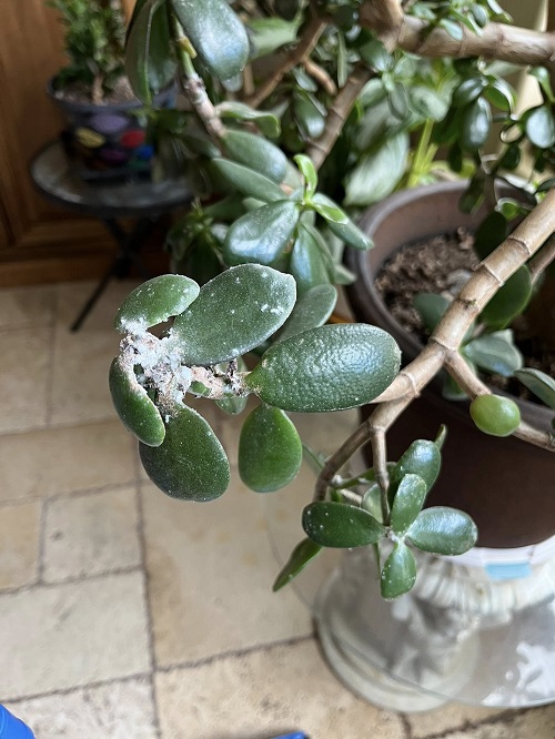 jade plant mold