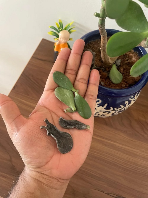jade plant leave fall 