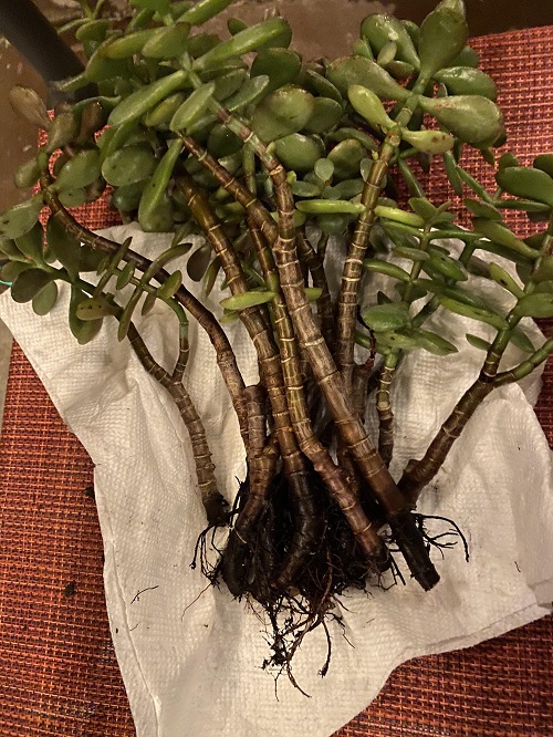 jade plant root rot