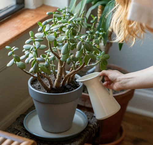 jade plant watering