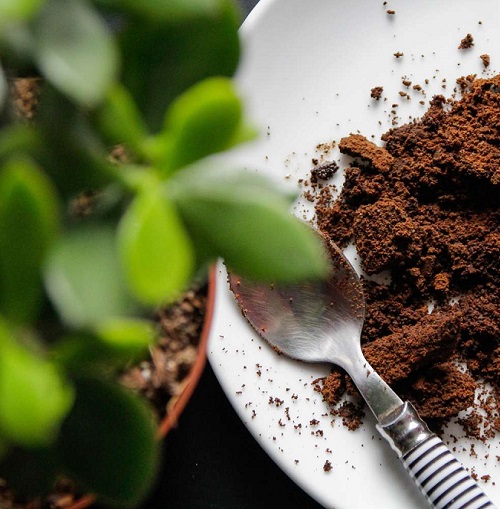 jade plant coffee ground