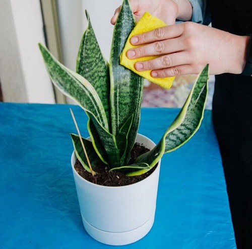 snake plant clean leaves
