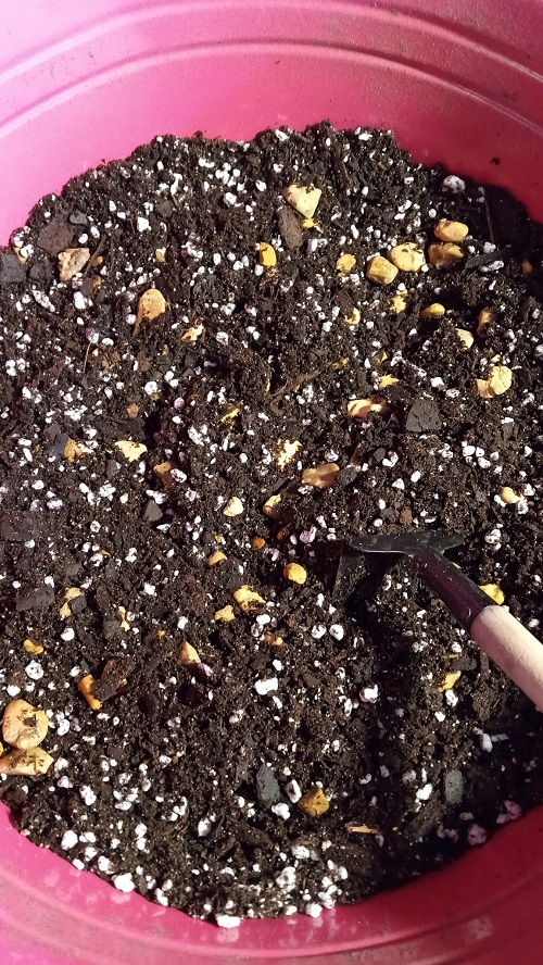 succulent mix soil