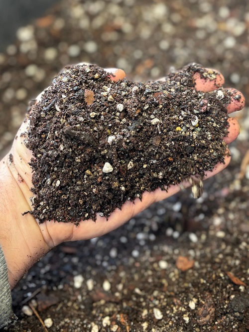 succulent mix soil