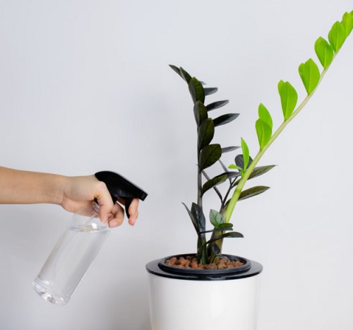 ZZ Plant fertilizer