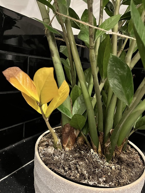 ZZ Plant underwater